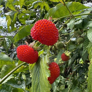 Raspberry 'Atherton' (Rubus probus) - Ladybird Nursery