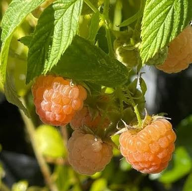 Raspberry ‘Ivory’ (Rubus idaeus)