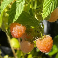 Raspberry ‘Ivory’ (Rubus idaeus)