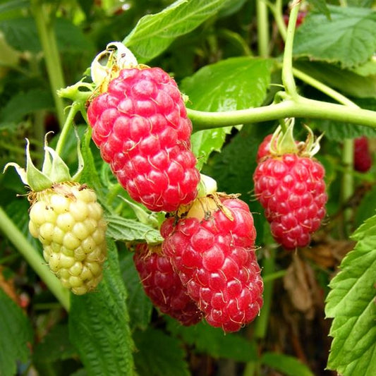 Dwarf Raspberry Varieties Dwarf Fruit Trees – Page 7 – Ladybird Nursery