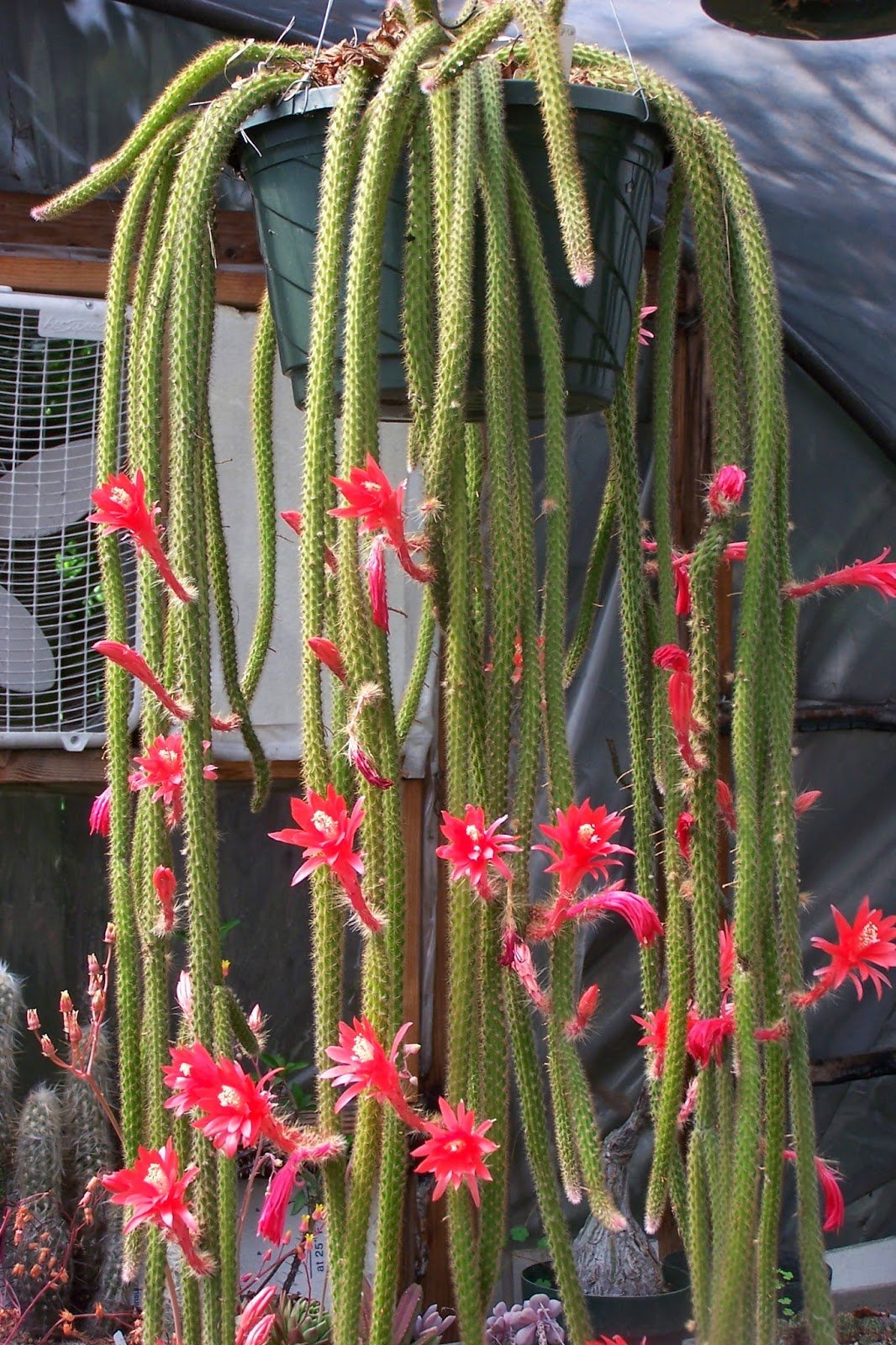Rat Tail Cactus (Disocactus flagelliformis) - Ladybird Nursery