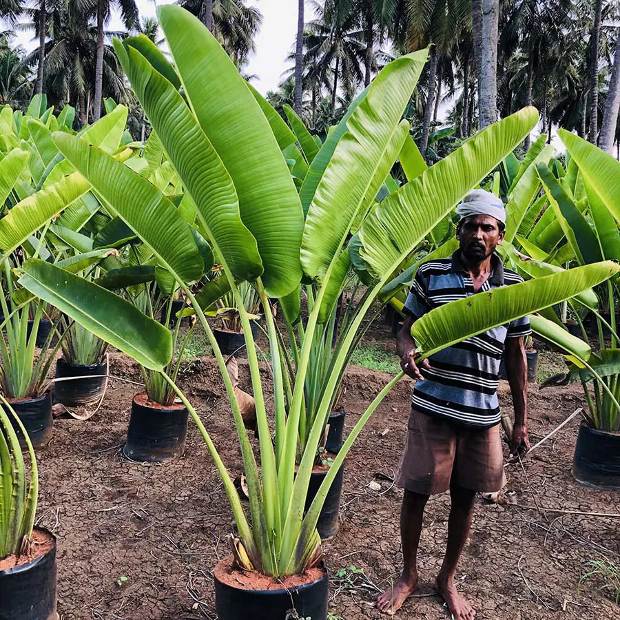 Traveller's Palm (Ravenala madagascariensis)