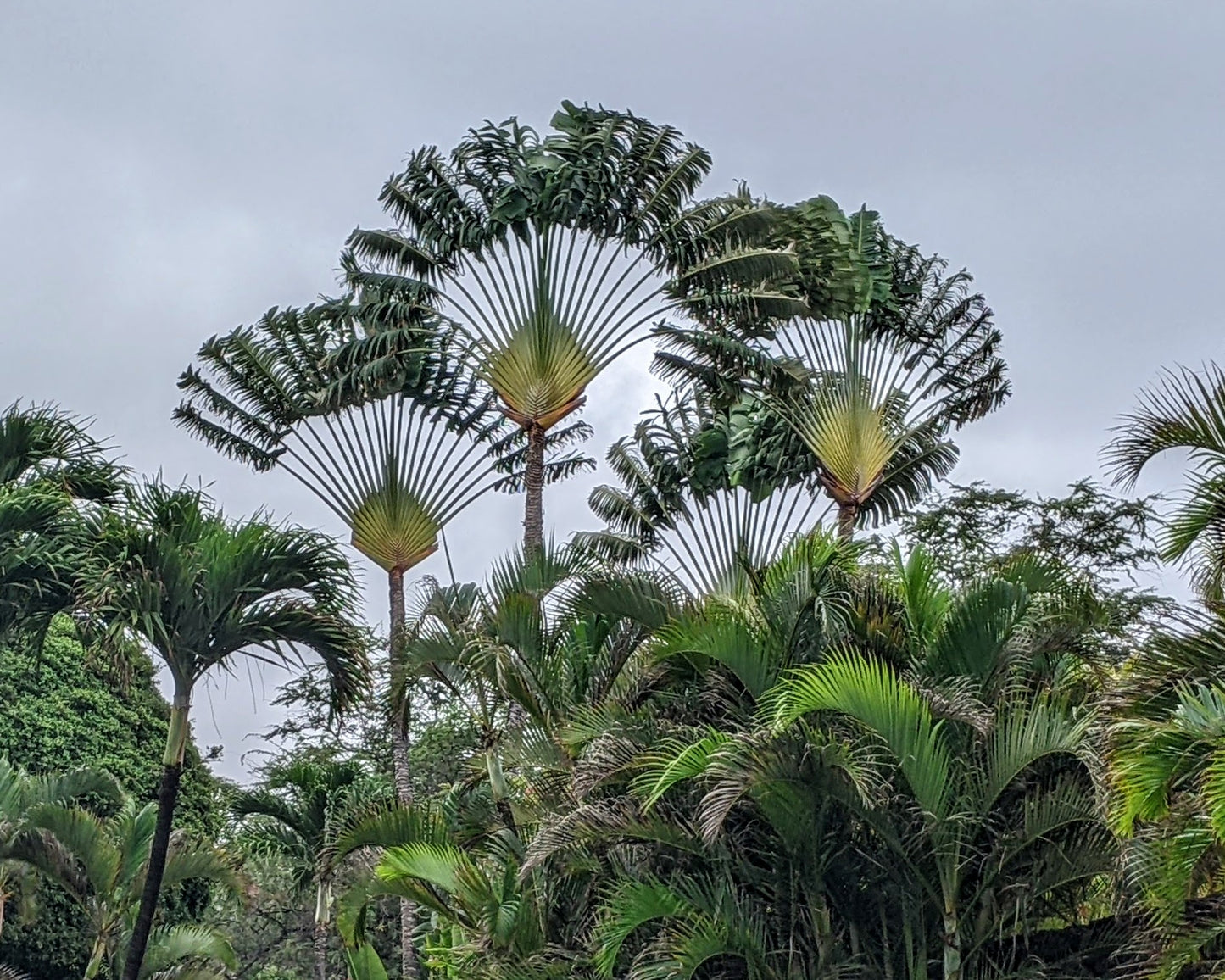 Traveller's Palm (Ravenala madagascariensis)