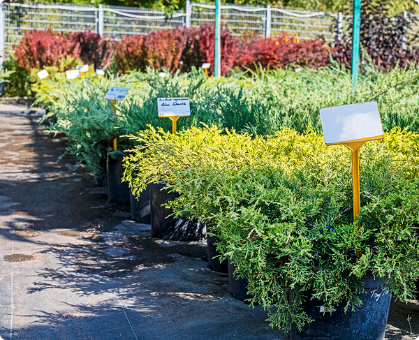 Queensland's Largest Variety of Plants & Fruit Trees