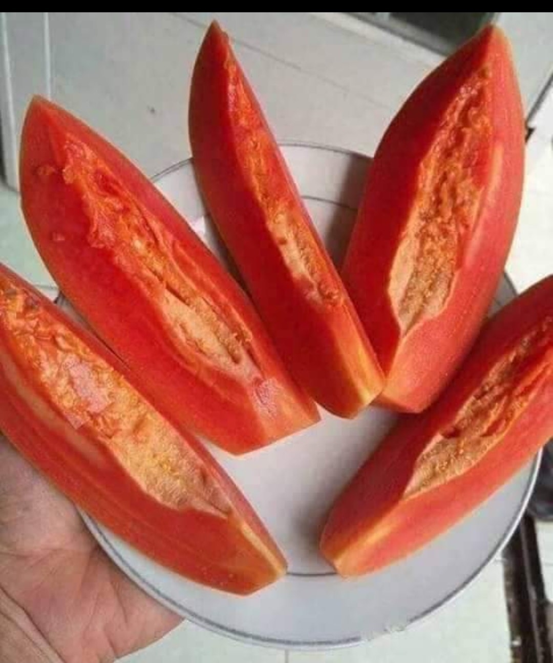 Dwarf Papaya Thai Red Lady (QLD ONLY)