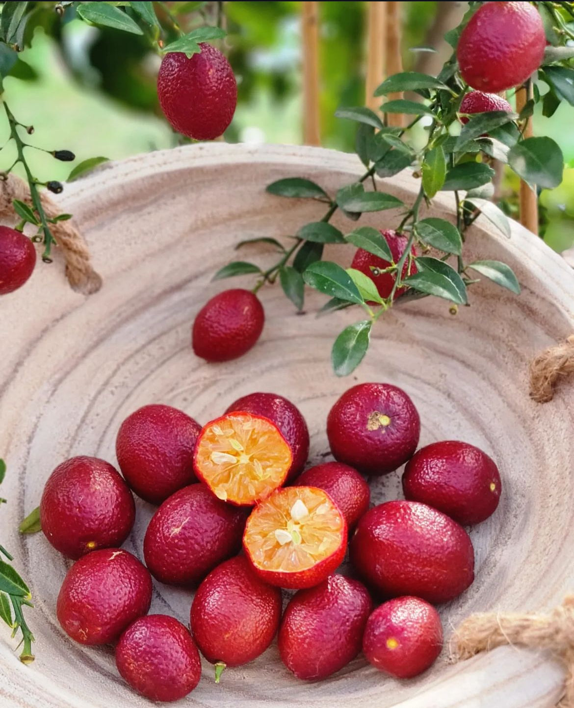 Dwarf Red Centre Lime (QLD Only)