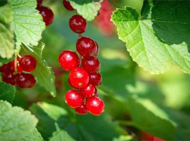 Red Currant