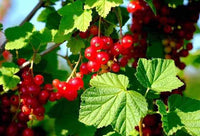 Red Currant