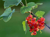 Red Currant