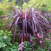 Cordyline Fountain (Cordyline Red)