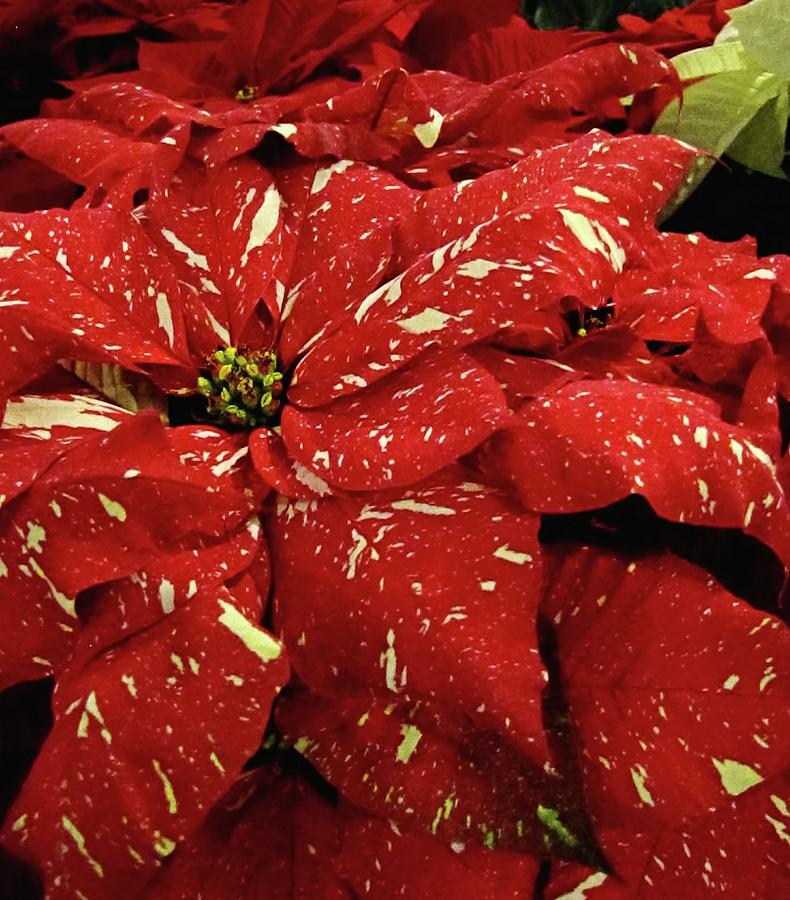 Red Glitter Poinsettia (Euphorbia pulcherrima)