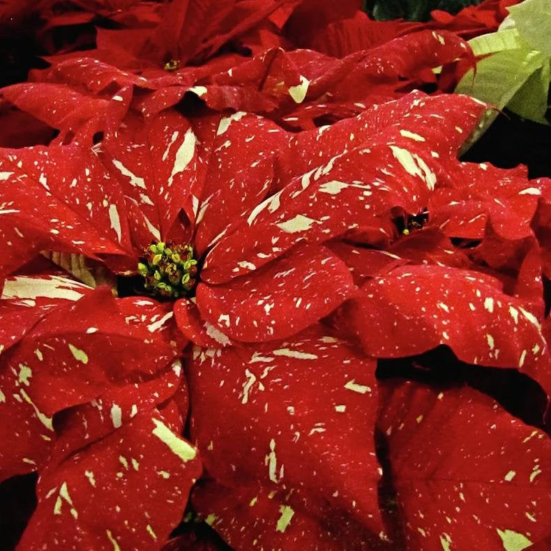 Red Glitter Poinsettia (Euphorbia pulcherrima) - Ladybird Nursery