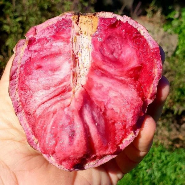 Custard Apple 'Pink ilama' - Ladybird Nursery