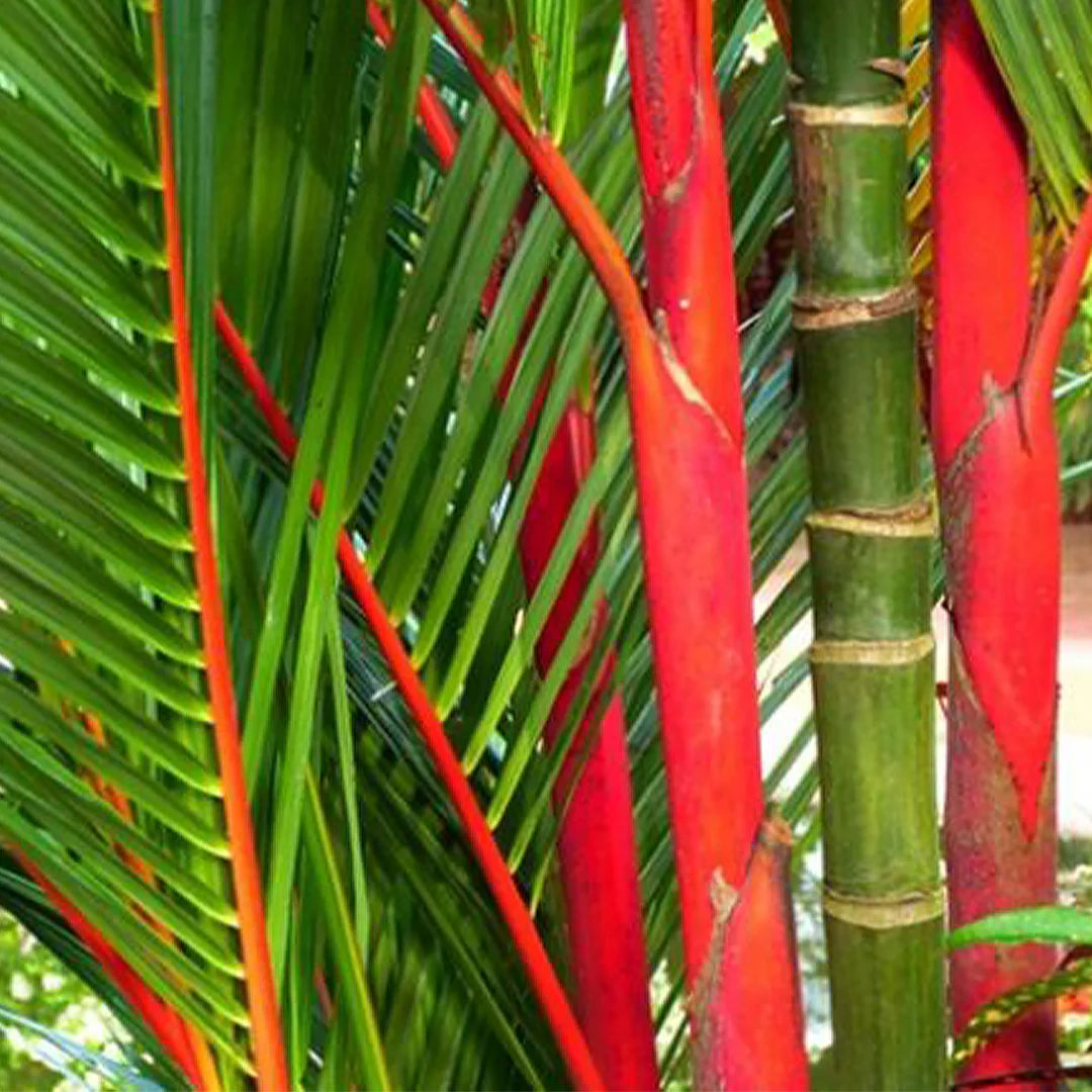 Red Lipstick Palm (Cyrtostachys renda) - Medium