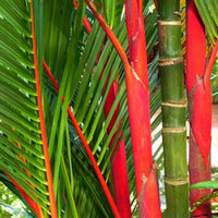 Red Lipstick Palm (Cyrtostachys renda) - Medium