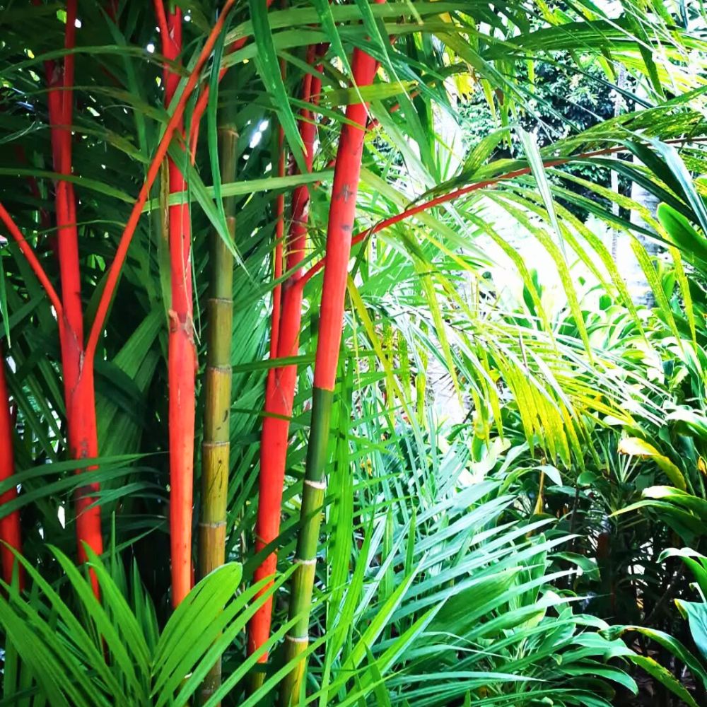 Red Lipstick Palm (Cyrtostachys renda)