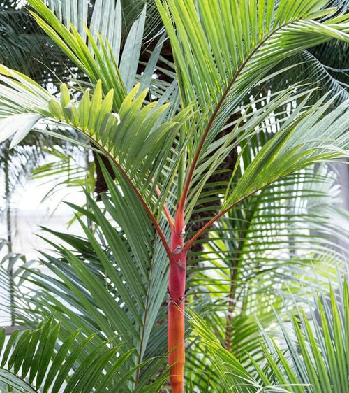 Red Lipstick Palm (Cyrtostachys renda) - Ladybird Nursery