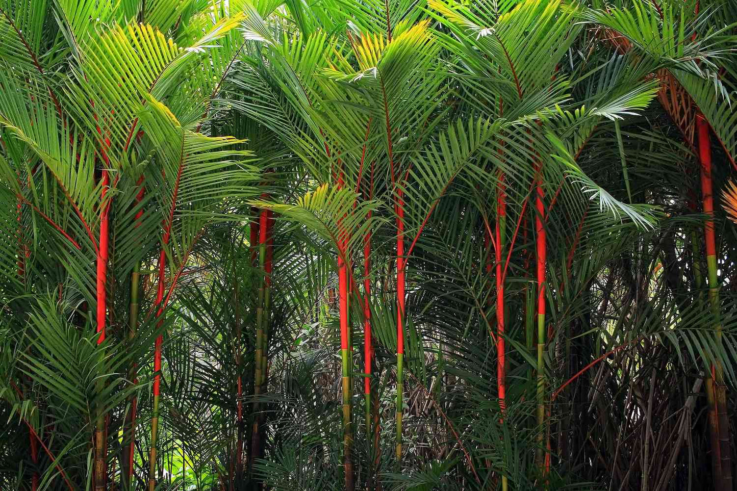 Red Lipstick Palm (Cyrtostachys renda) - Medium