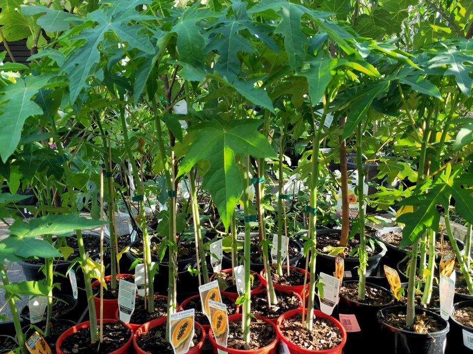 Pawpaw Bisexual 'Red' (QLD ONLY)