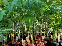 Pawpaw Bisexual 'Red' (QLD ONLY)