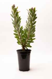 Leucospermum Scarlet Ribbon