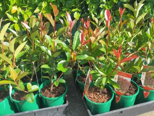 Silver Rocket Spindle (Euonymus japonicus)