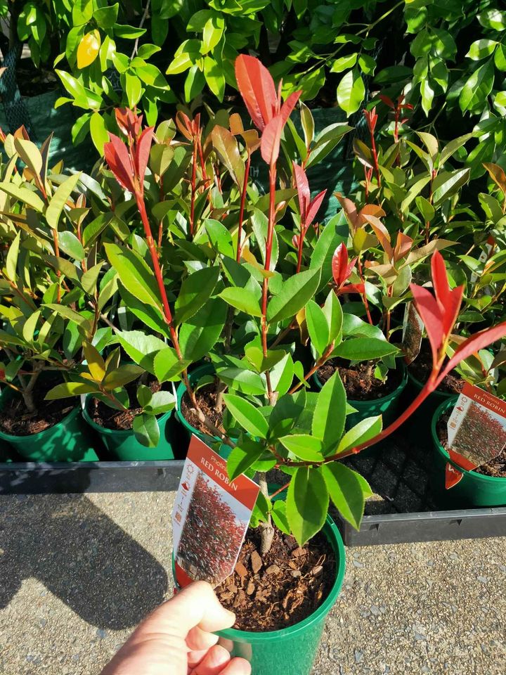 Red Robin hedging - Ladybird Nursery