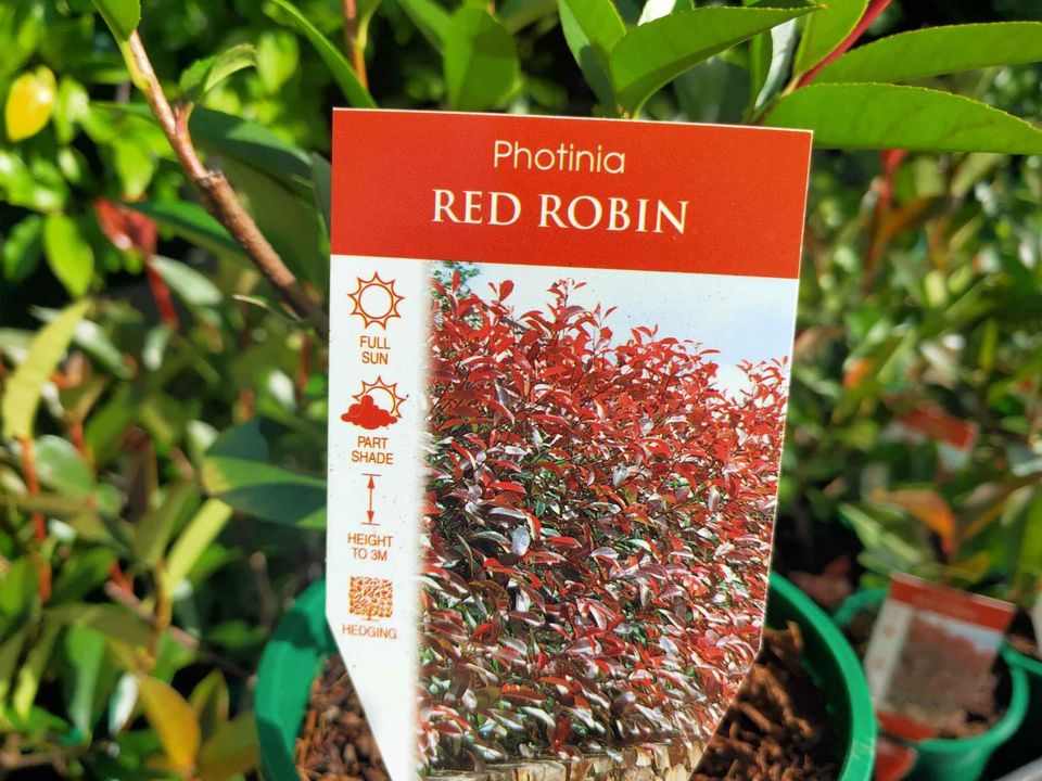 Red Robin hedging - Ladybird Nursery