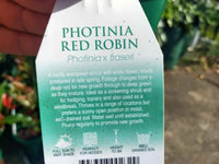 Red Robin hedging - Ladybird Nursery