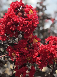Crepe Myrtle Diamonds in the Dark Red Hot (Lagerstroemia) - Ladybird Nursery