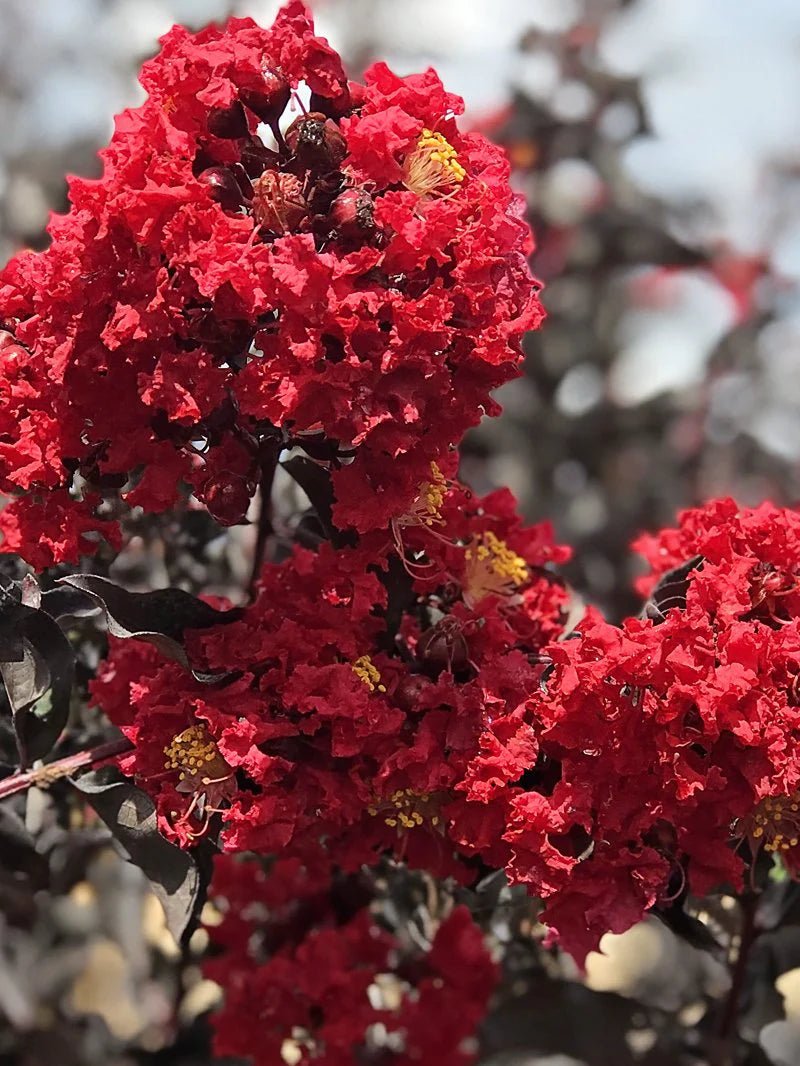 Crepe Myrtle Diamonds in the Dark Red Hot (Lagerstroemia) - Ladybird Nursery
