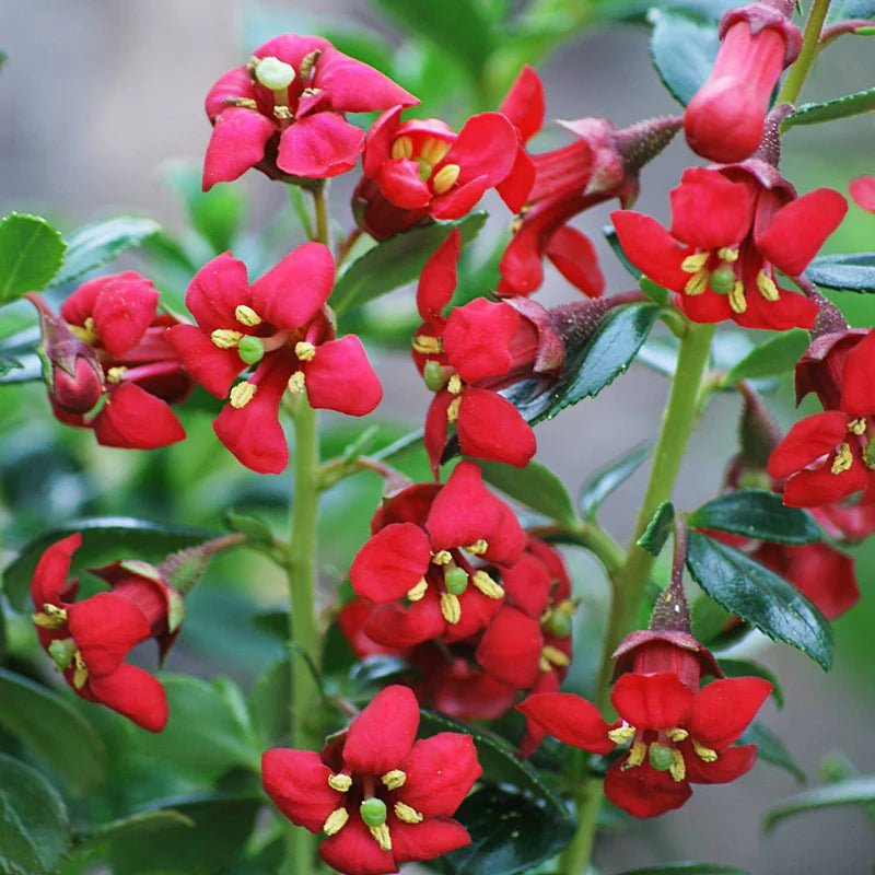 Escallonia Red Knight (Escallonia) - Ladybird Nursery