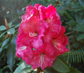 Rhododendron Walloper