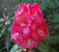Rhododendron Walloper - Ladybird Nursery
