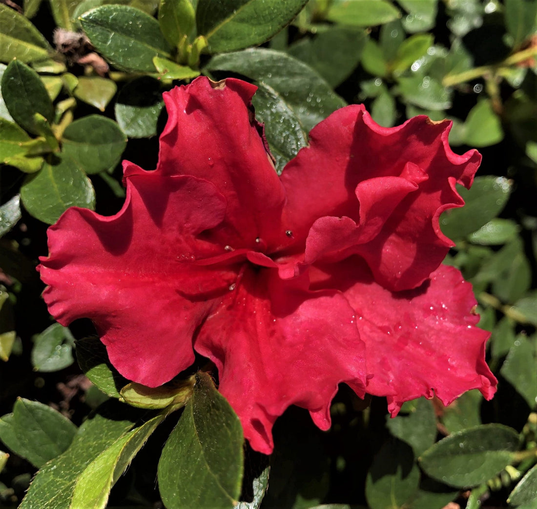 Azalea indica Red Wings - Ladybird Nursery