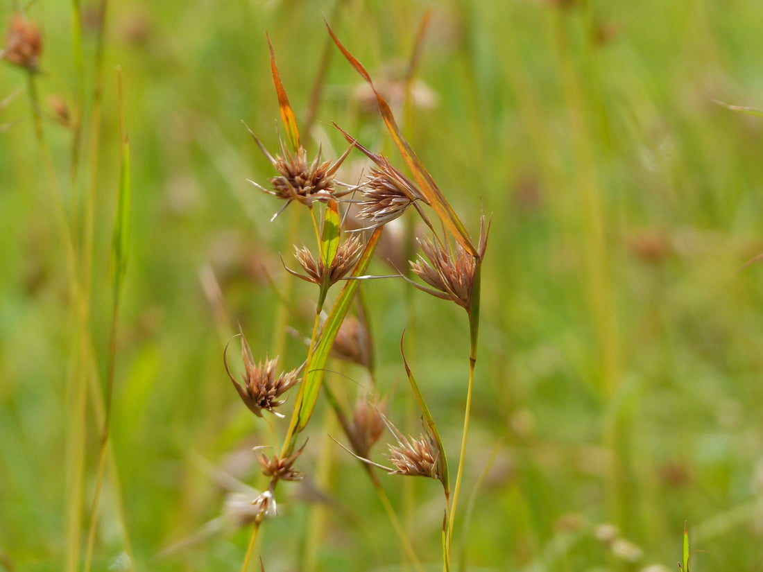 Red Grass (Themeda triandra) - Ladybird Nursery