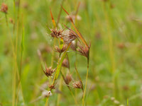 Red Grass (Themeda triandra)
