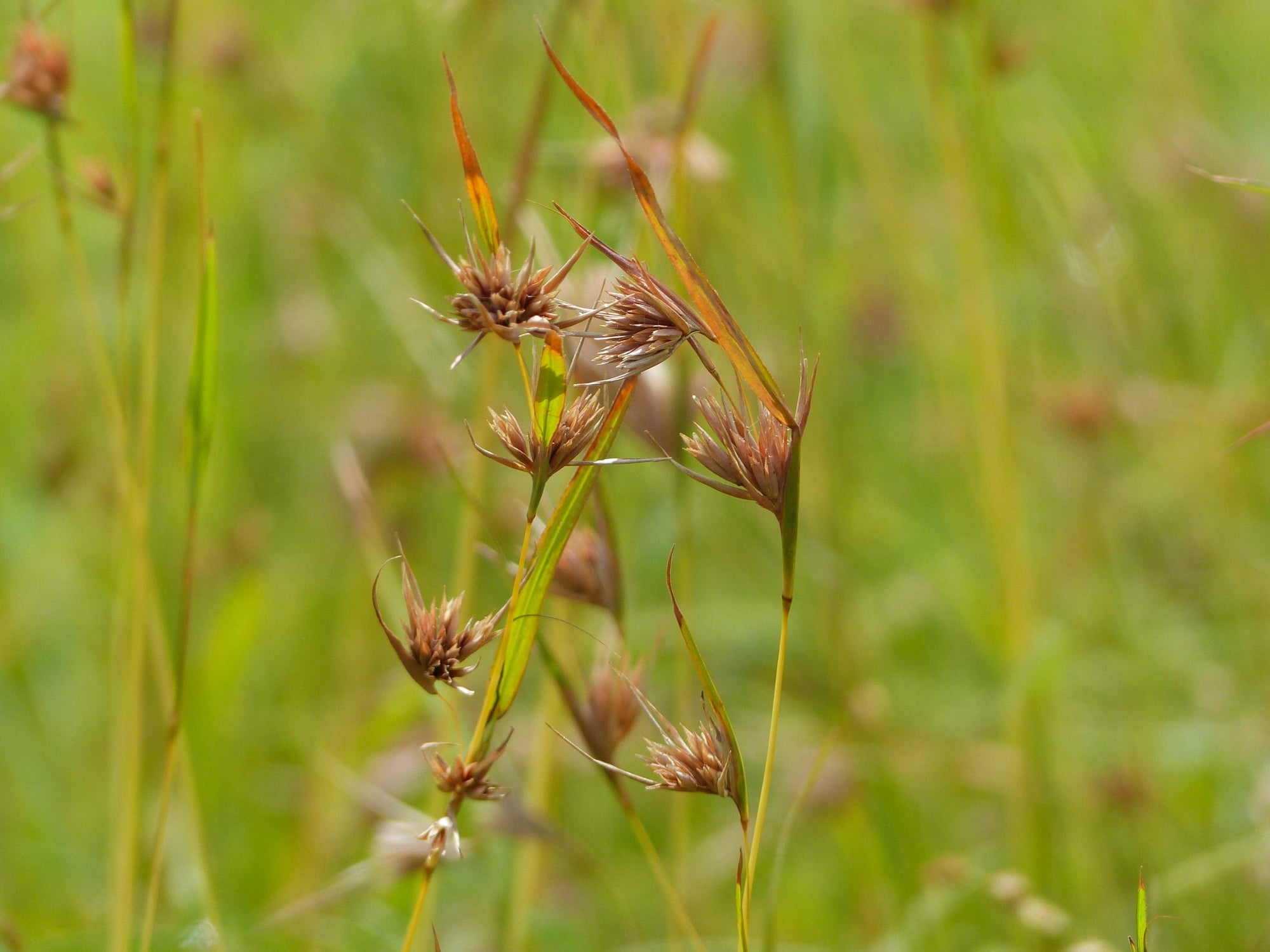 Red Grass (Themeda triandra) - Ladybird Nursery
