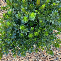Azalea indica Red Robin - Ladybird Nursery