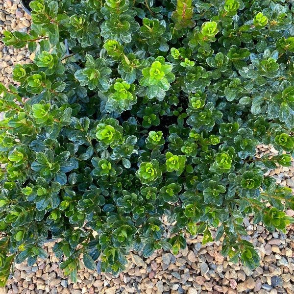 Azalea indica Red Robin - Ladybird Nursery
