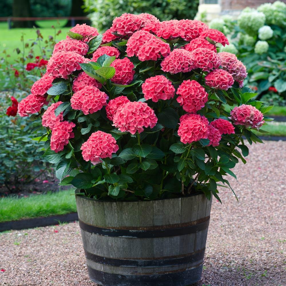 Hydrangea Tea Time™ Red - Ladybird Nursery