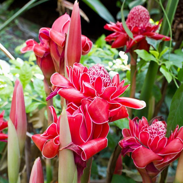 Red Torch Ginger (Etlingera elatior) - Ladybird Nursery