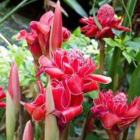 Red Torch Ginger (Etlingera elatior) - Ladybird Nursery