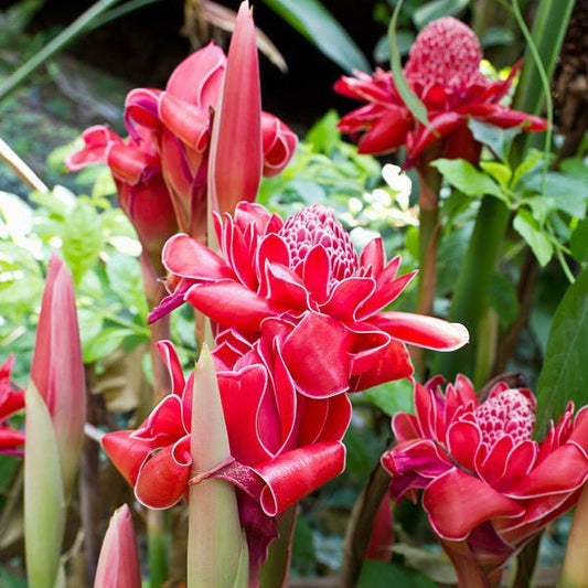Red Torch Ginger (Etlingera elatior) - Ladybird Nursery