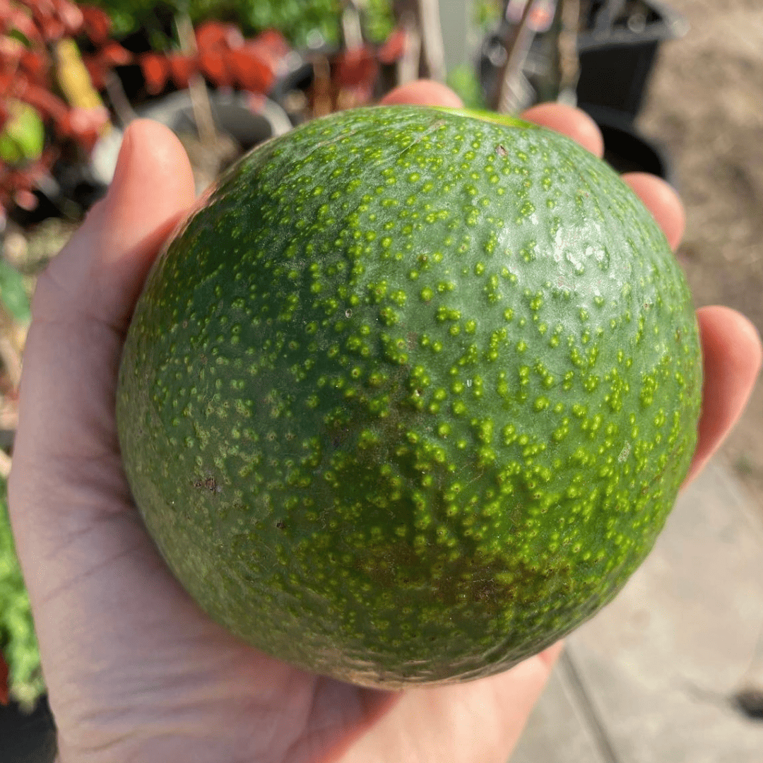 Avocado 'Reed' (A) (Velvick Rootstock) - Ladybird Nursery