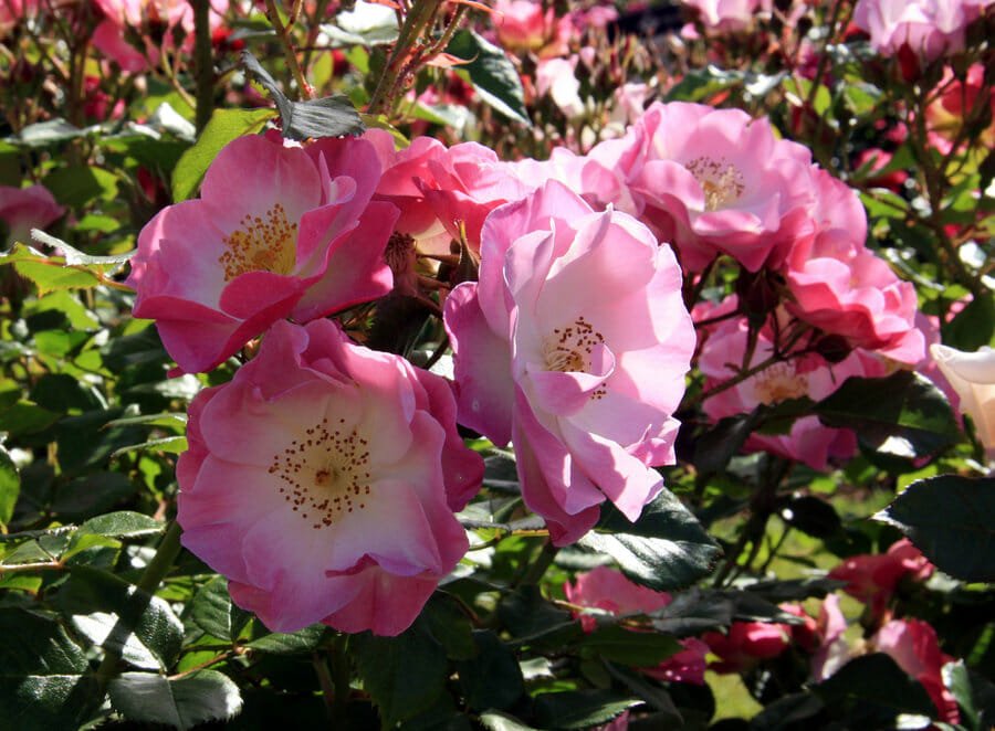 Rose Regensberg Standards (Rosa) - Ladybird Nursery