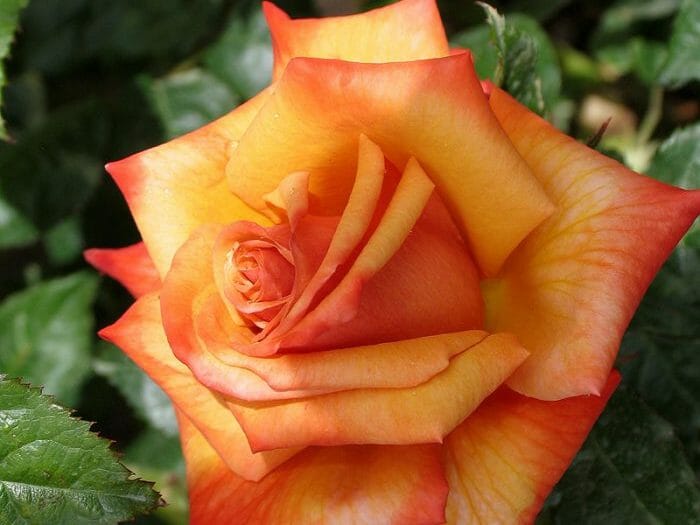 Rose Remember Me 2 ft Standards (Rosa)