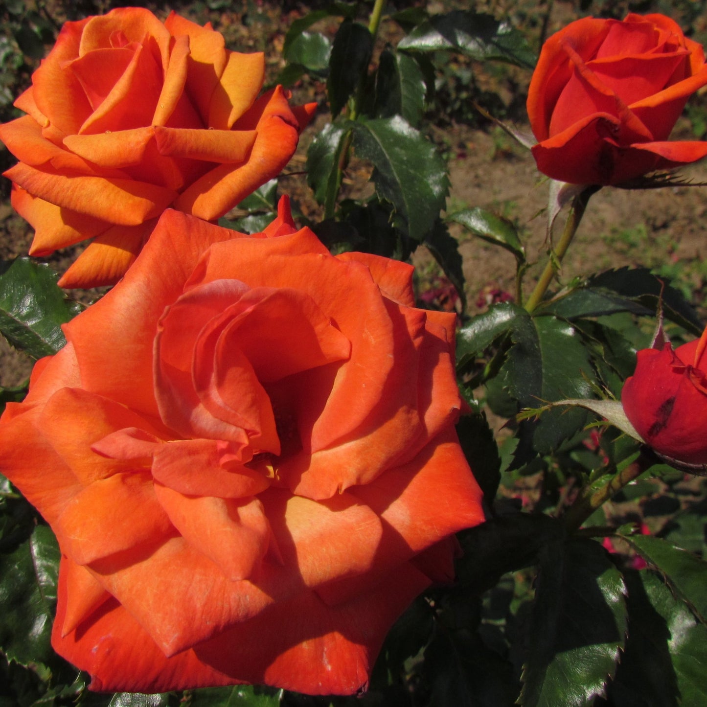 Rose Remember Me 2 ft Standards (Rosa)