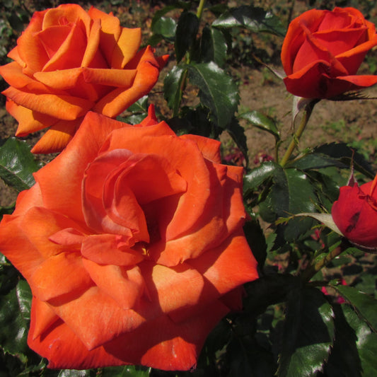 Rose Remember Me 2 ft Standards (Rosa)