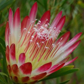 Protea Honey Repens - Ladybird Nursery